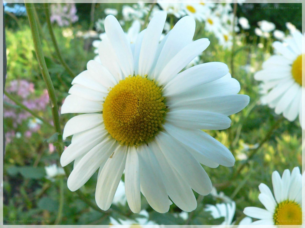 White daisy in a garden
