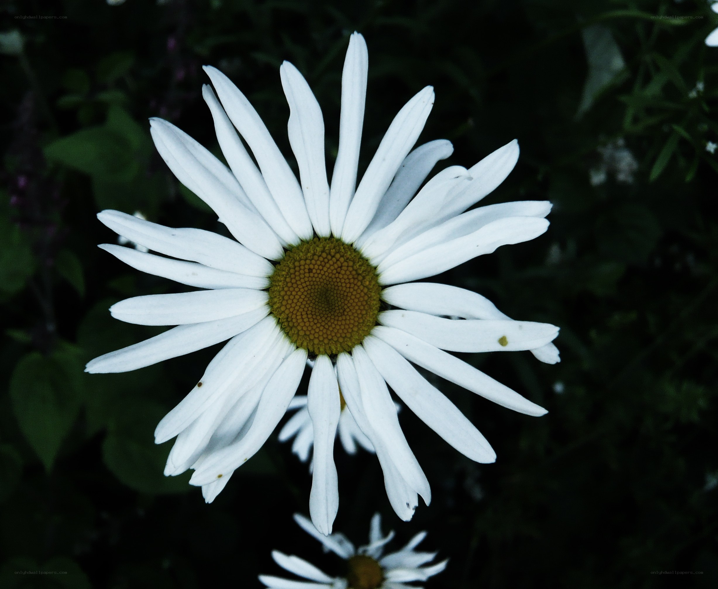 White daisy in a garden