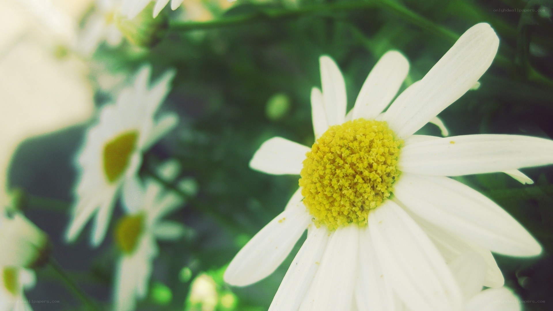 White daisy in a garden