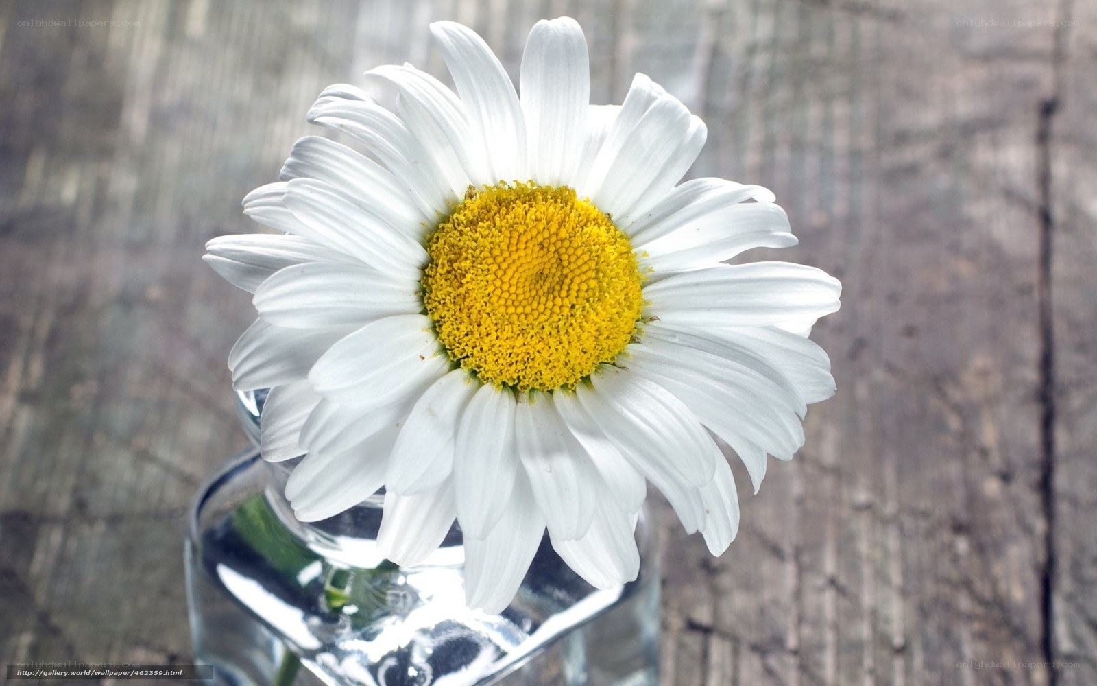 White daisy in a glass vase