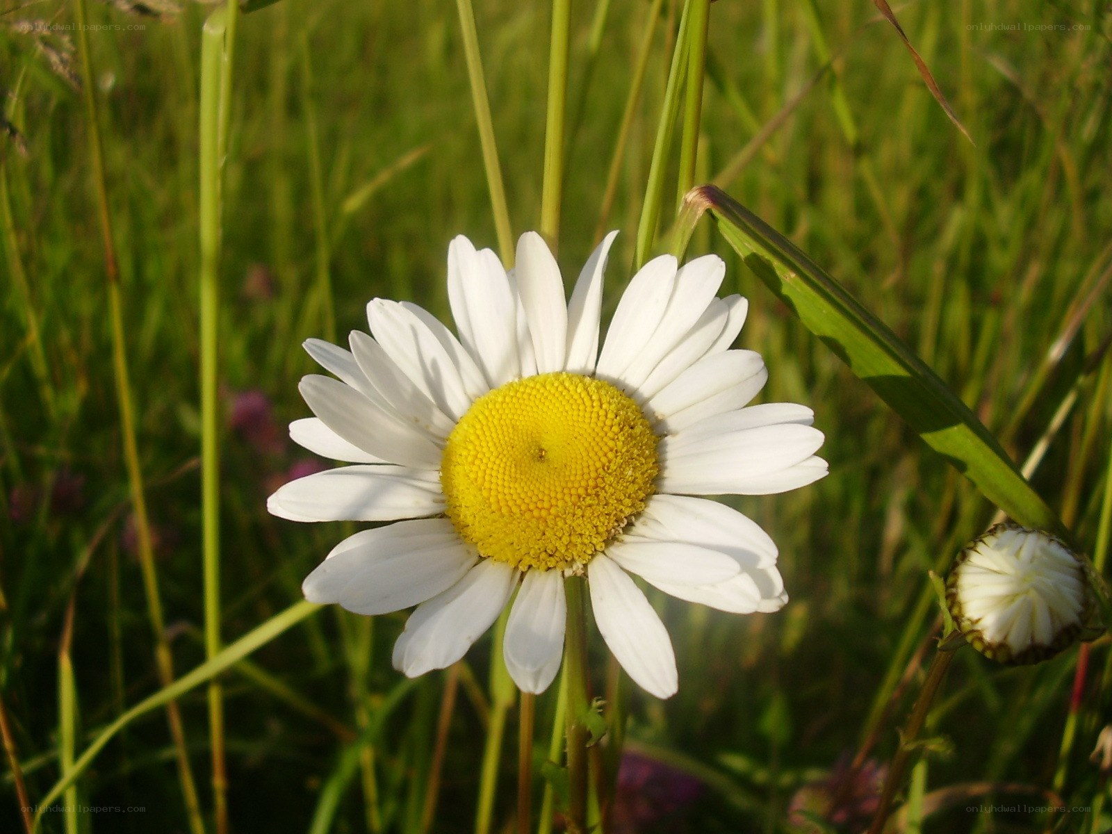 White daisy in a grassy field