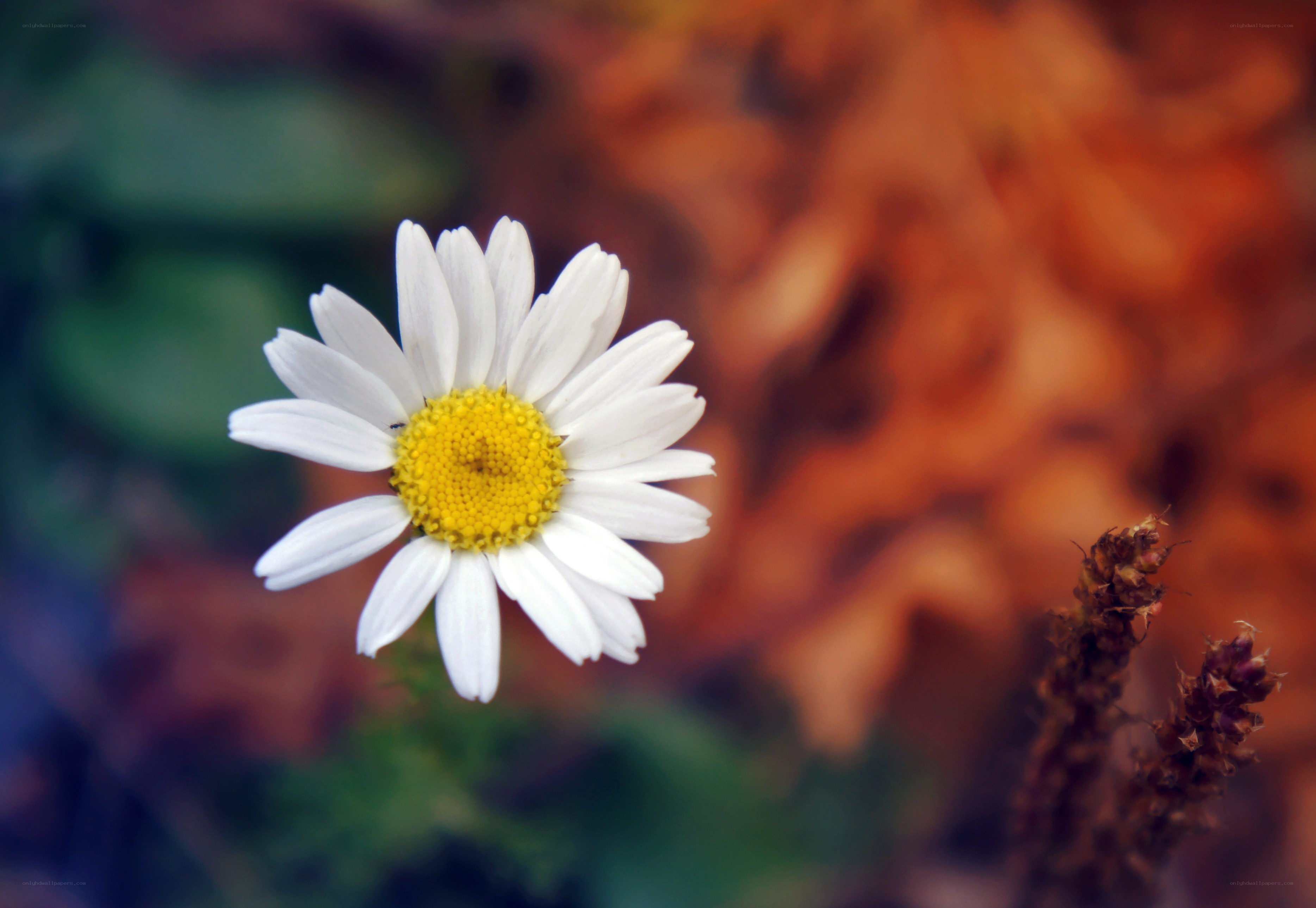 White daisy in autumn