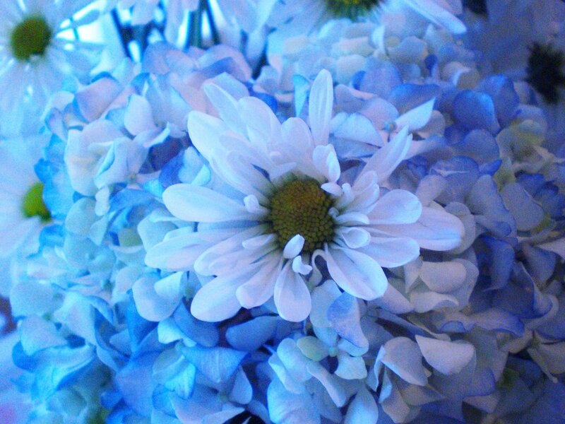 White Daisy in Blue Flowers
