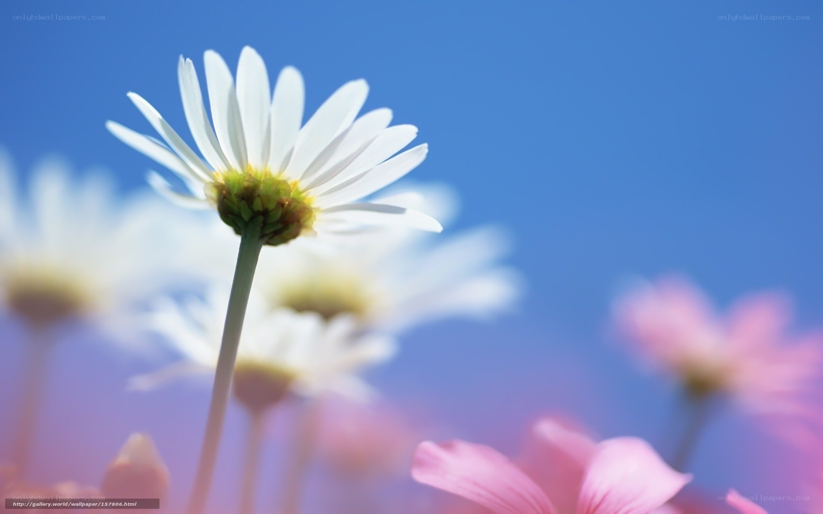 White daisy in blue sky
