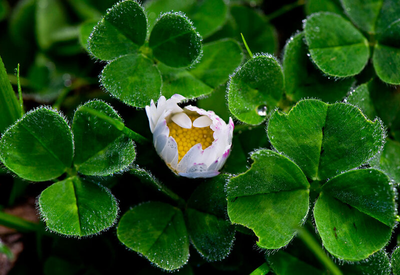 White Daisy in Clover