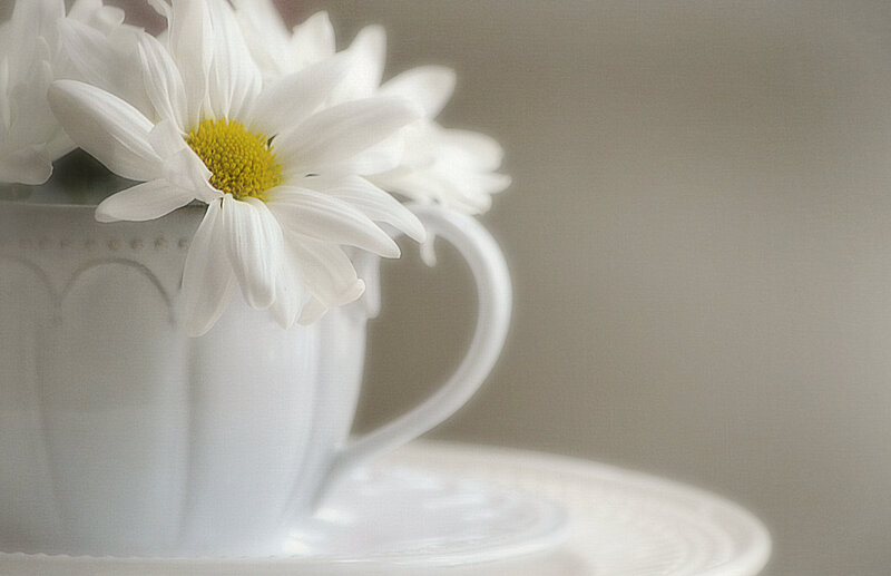 White Daisy in Cup — Serene