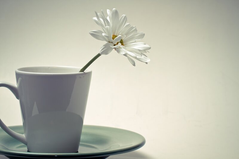 White Daisy in Cup