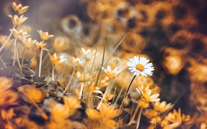 White Daisy in Field — Serene