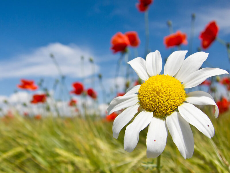 White Daisy in Field