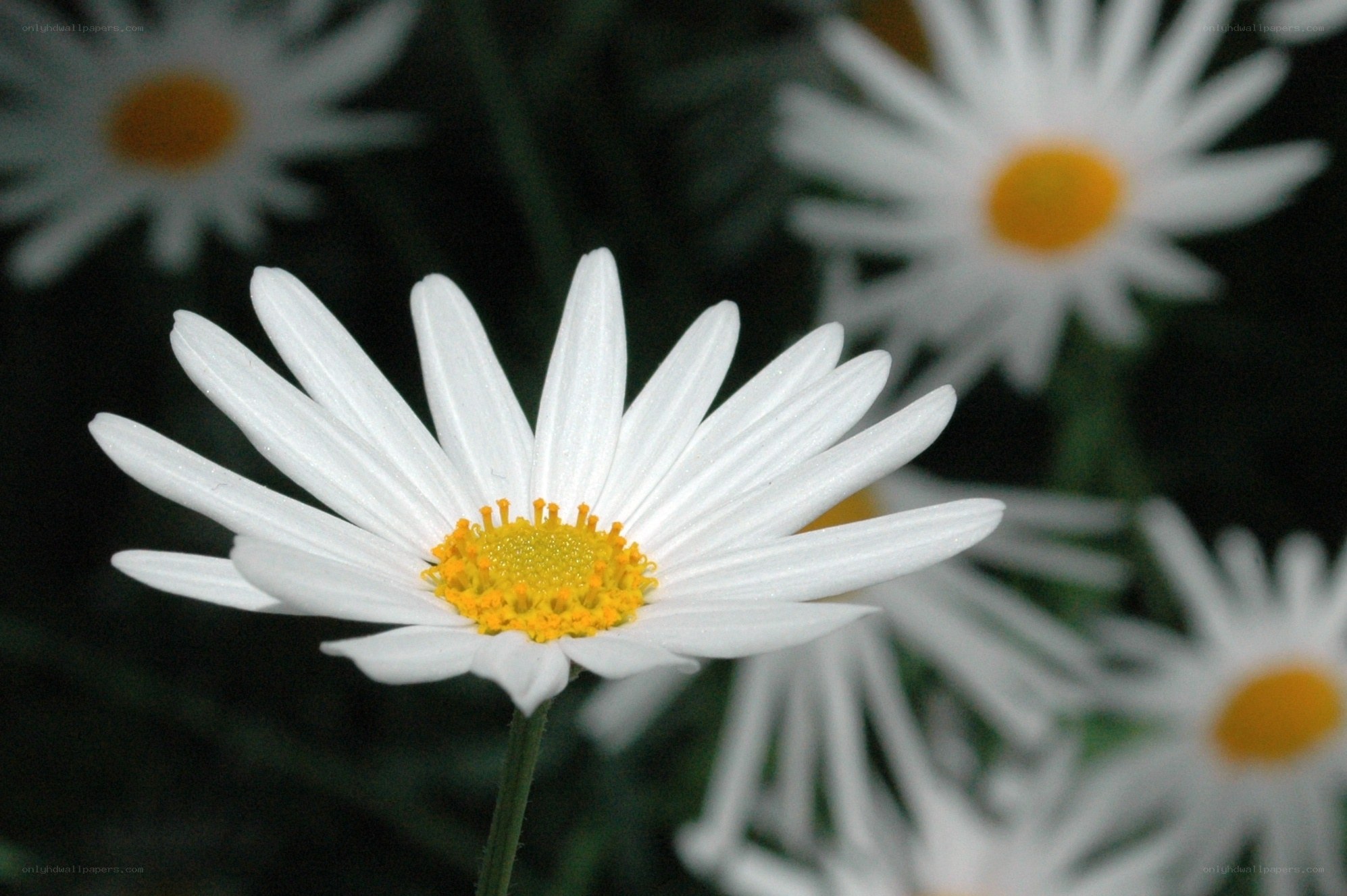 White daisy in focus