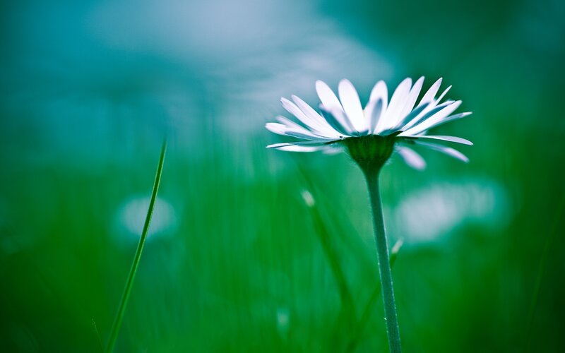 White Daisy in Grass — Green, Serene, Morning
