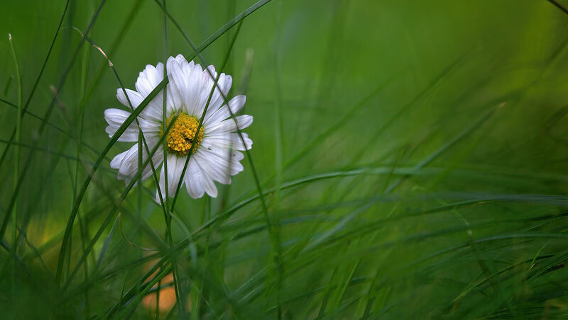White Daisy in Grass — Green, Serene, Spring