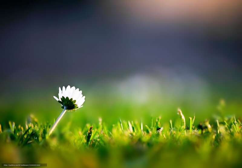 White Daisy in Grass — Green, Serene, Sunset
