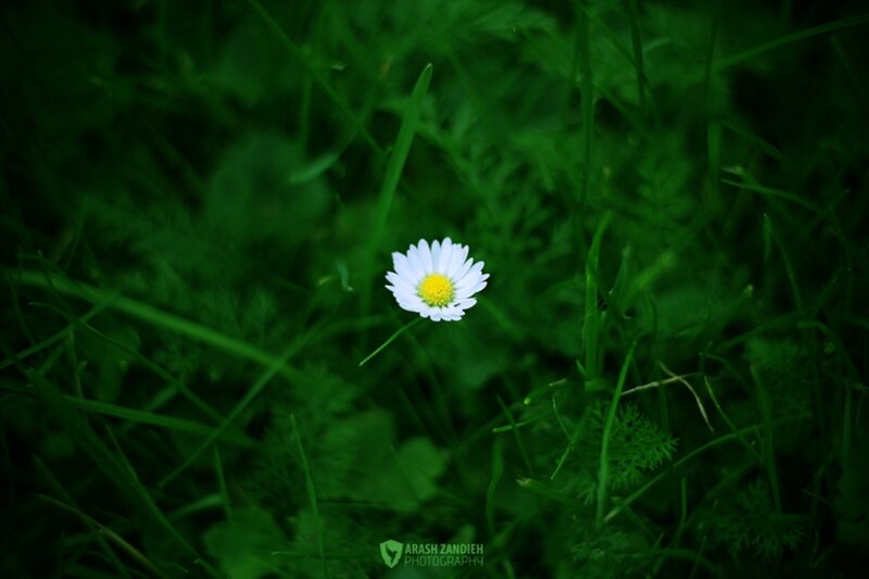 White Daisy in Grass — Green