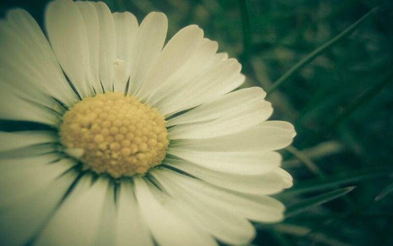 white daisy in grass