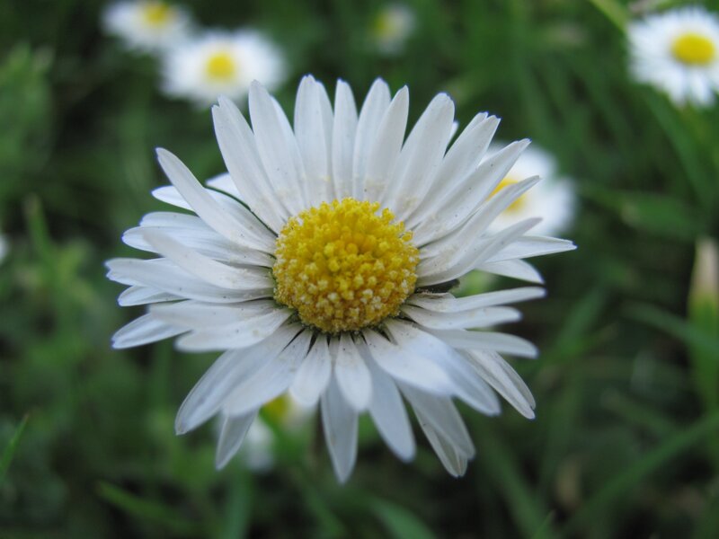 white daisy in green field
