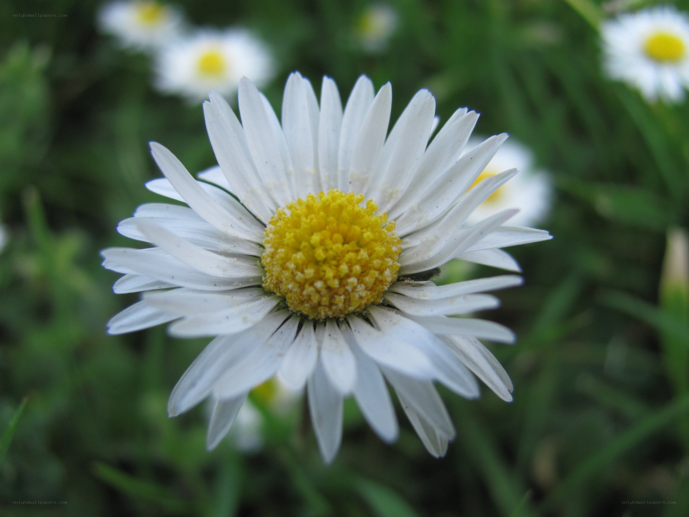 white daisy in green field