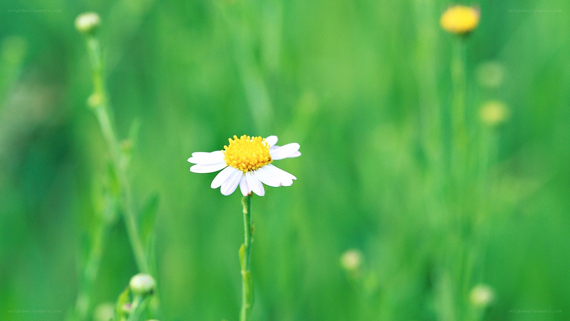 white daisy in green field