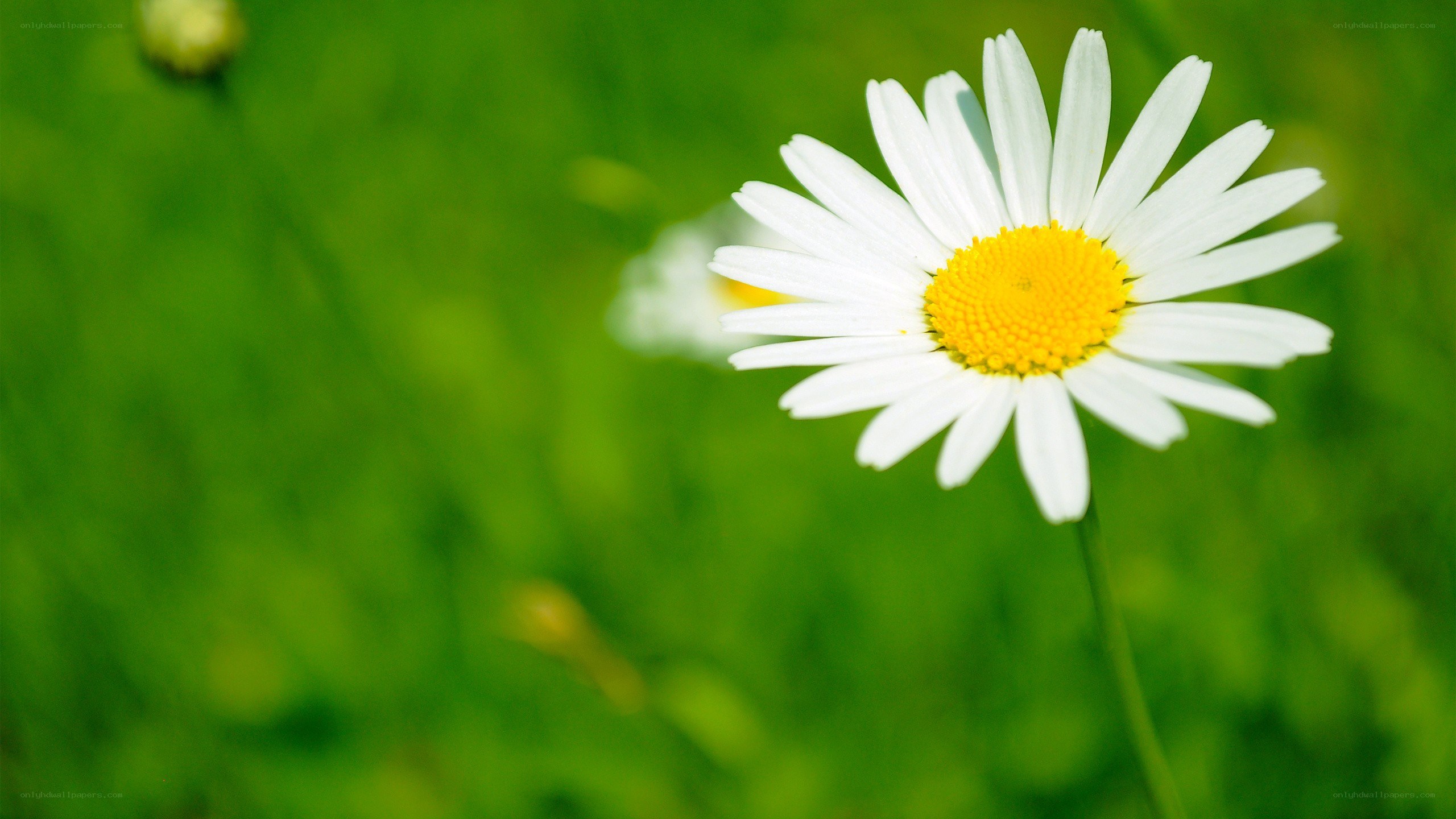 White daisy in green field