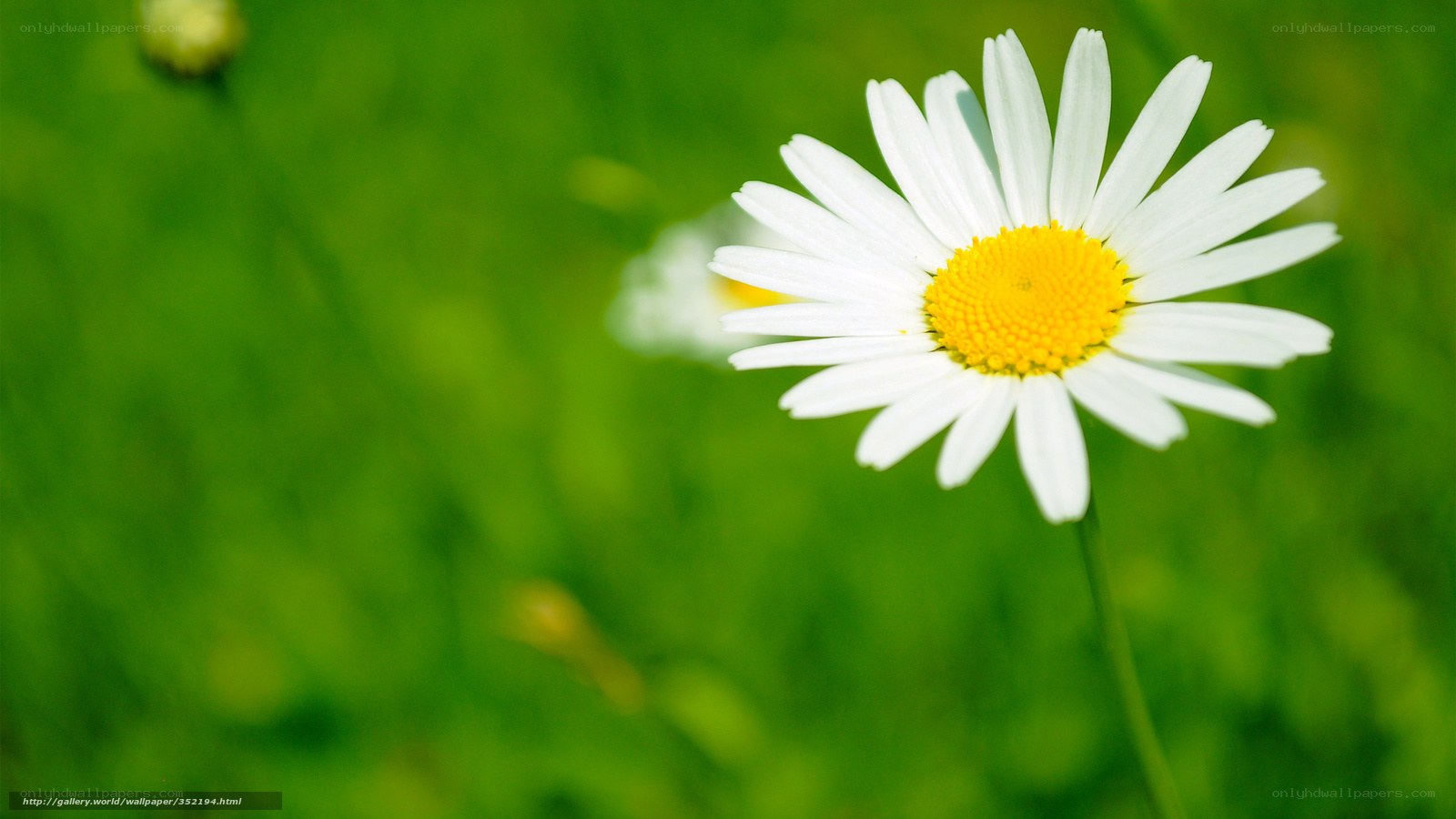 White daisy in green field