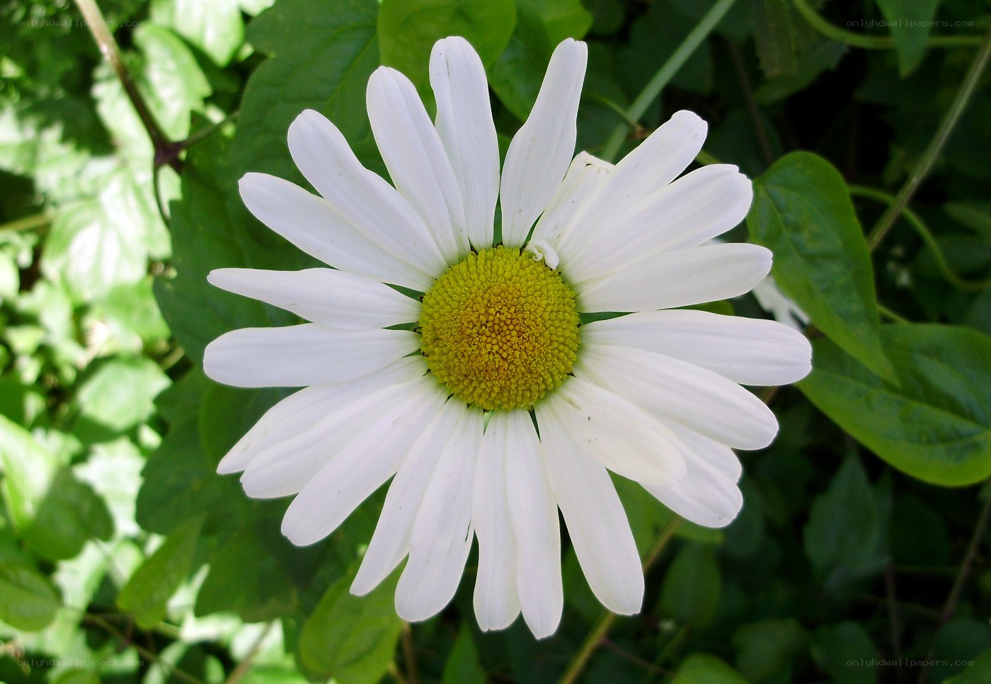 White daisy in green foliage