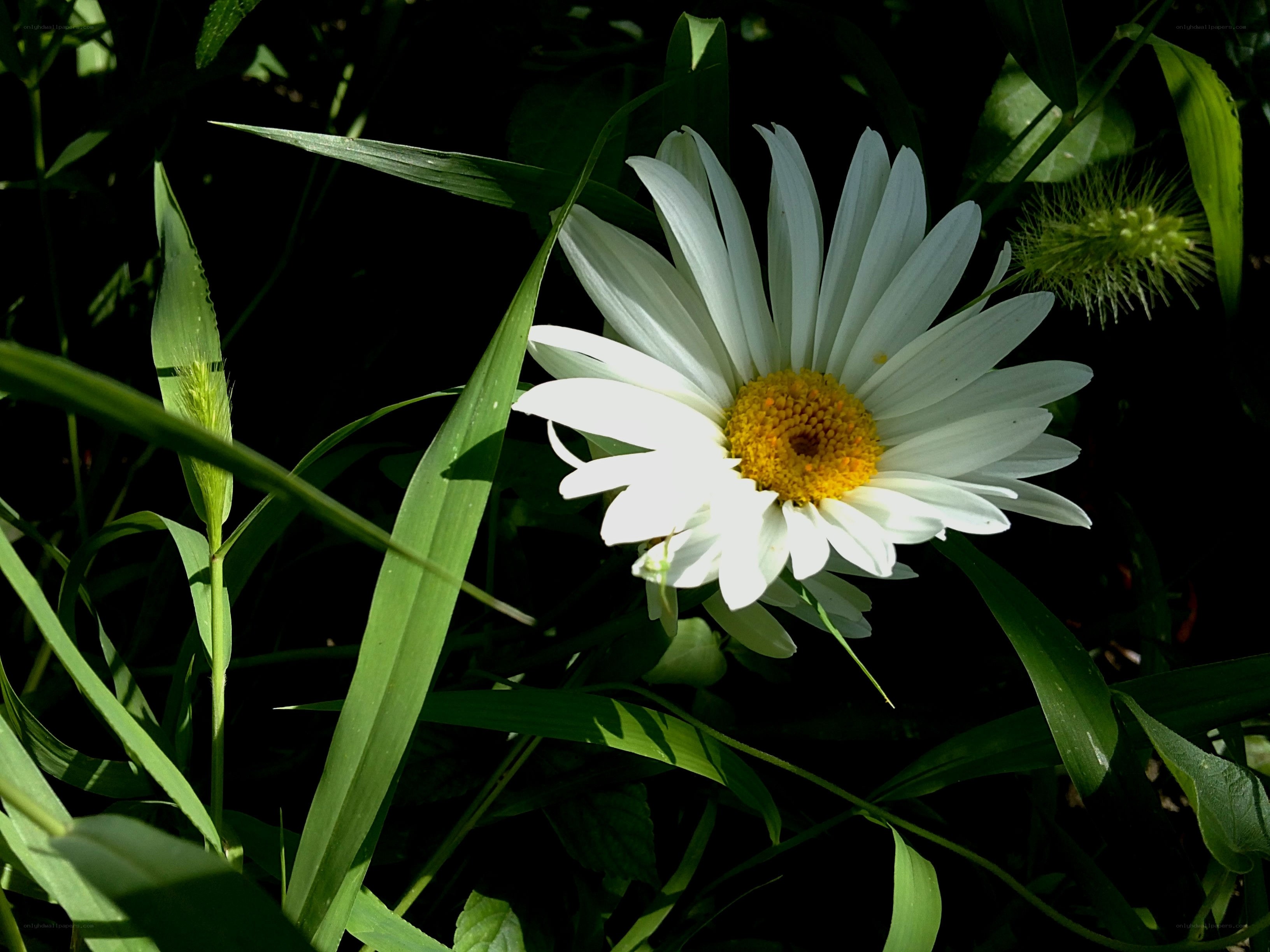 White daisy in green foliage
