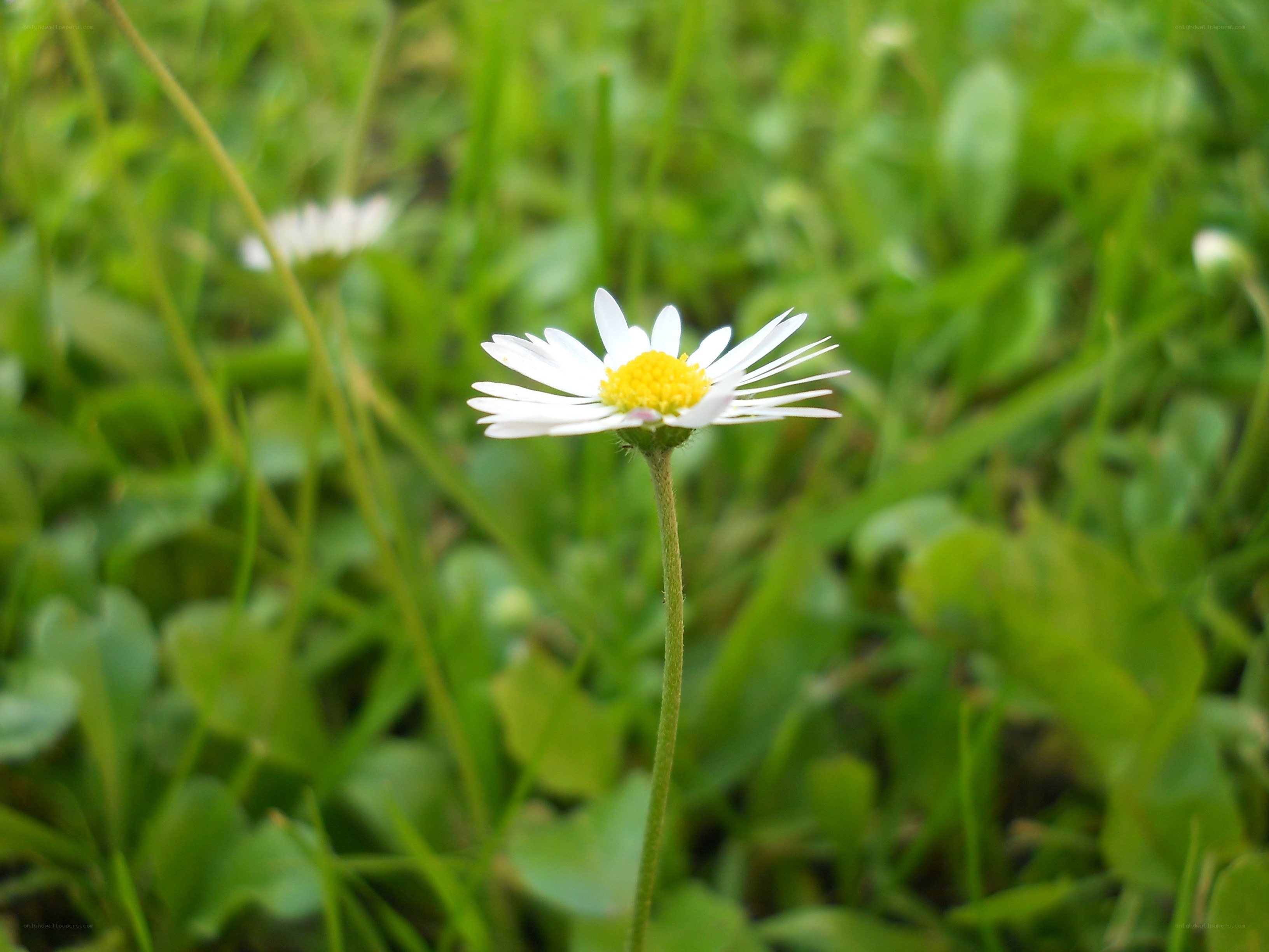 White daisy in green grass