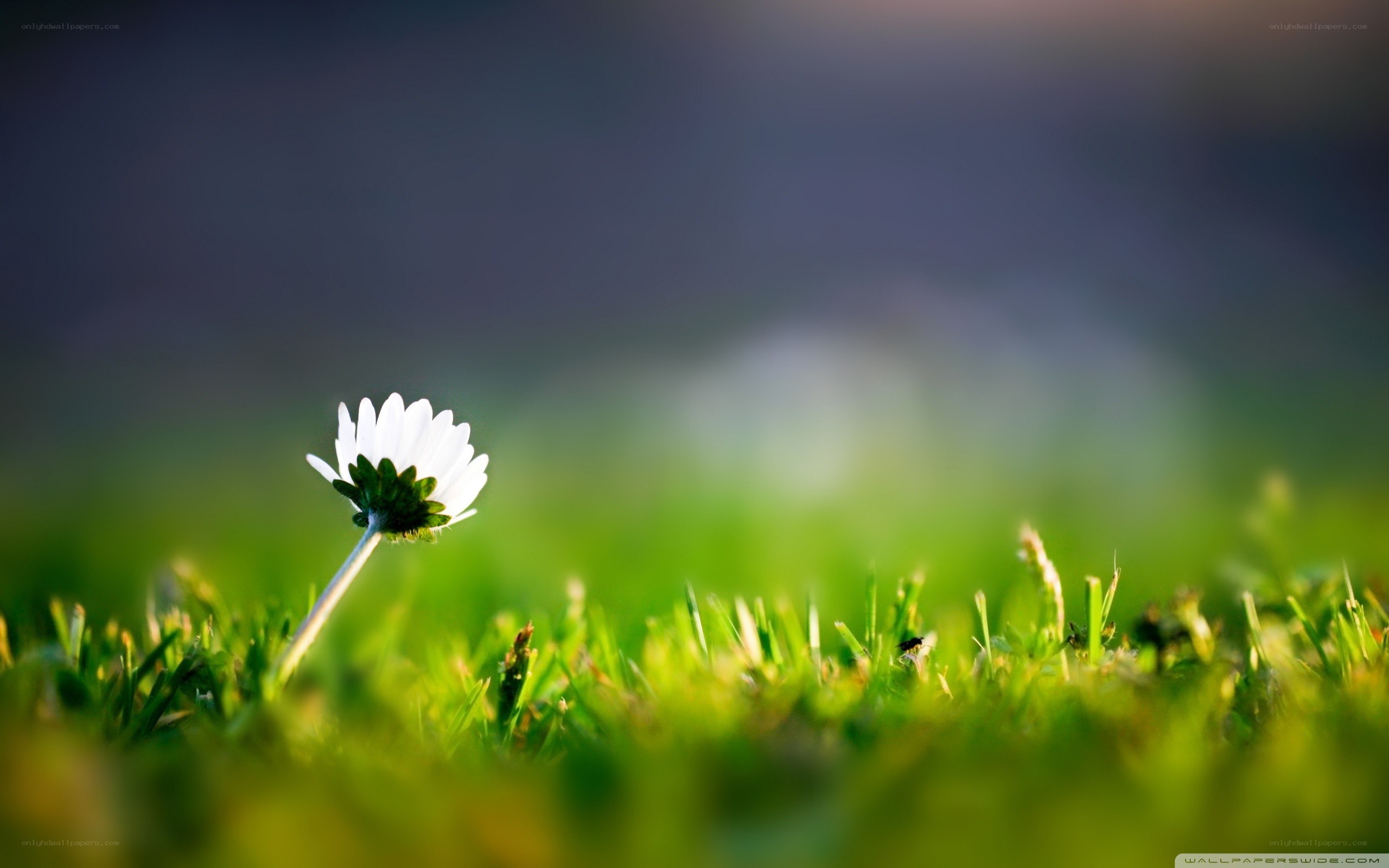 White daisy in green grass
