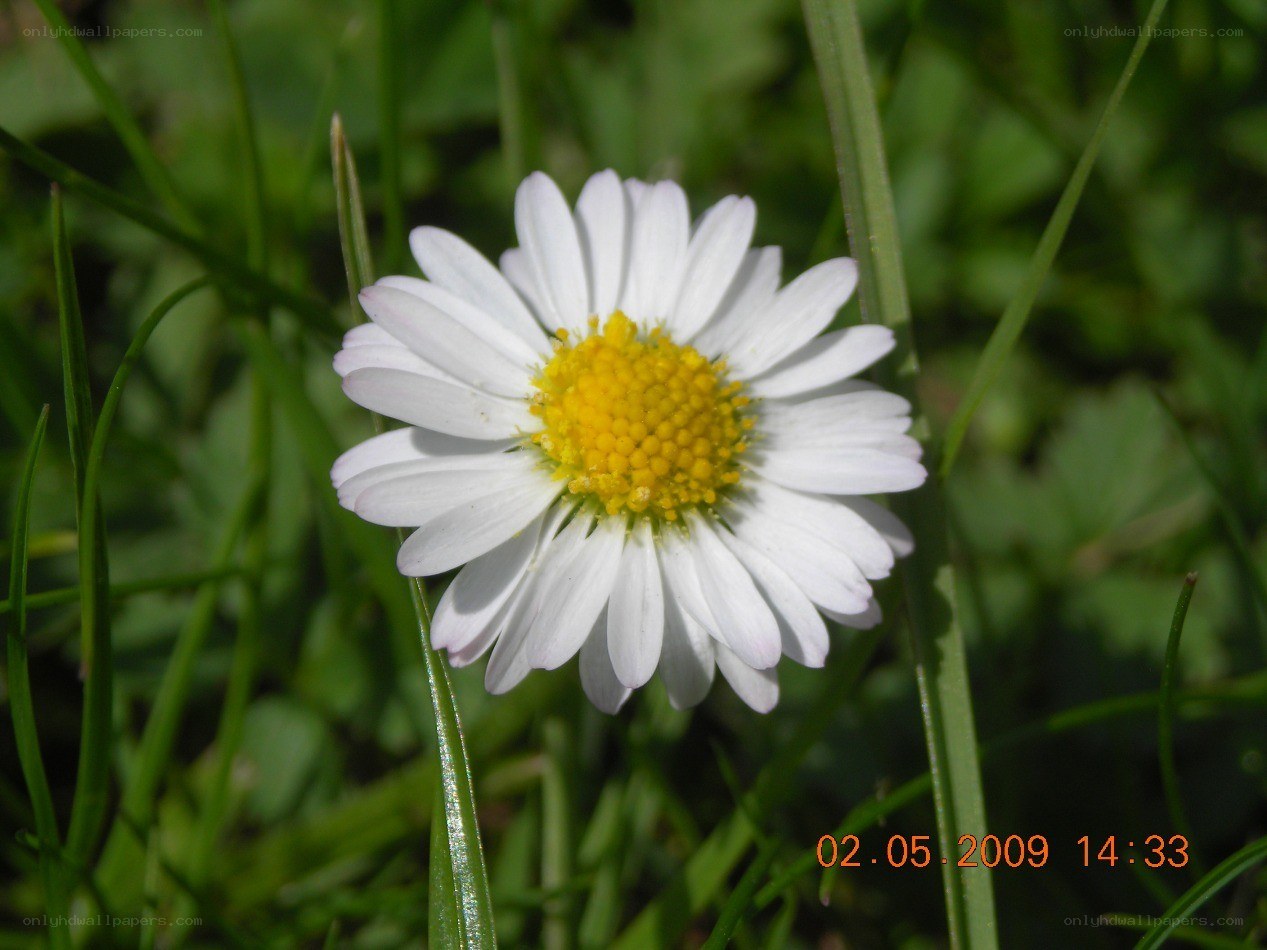 White daisy in green grass