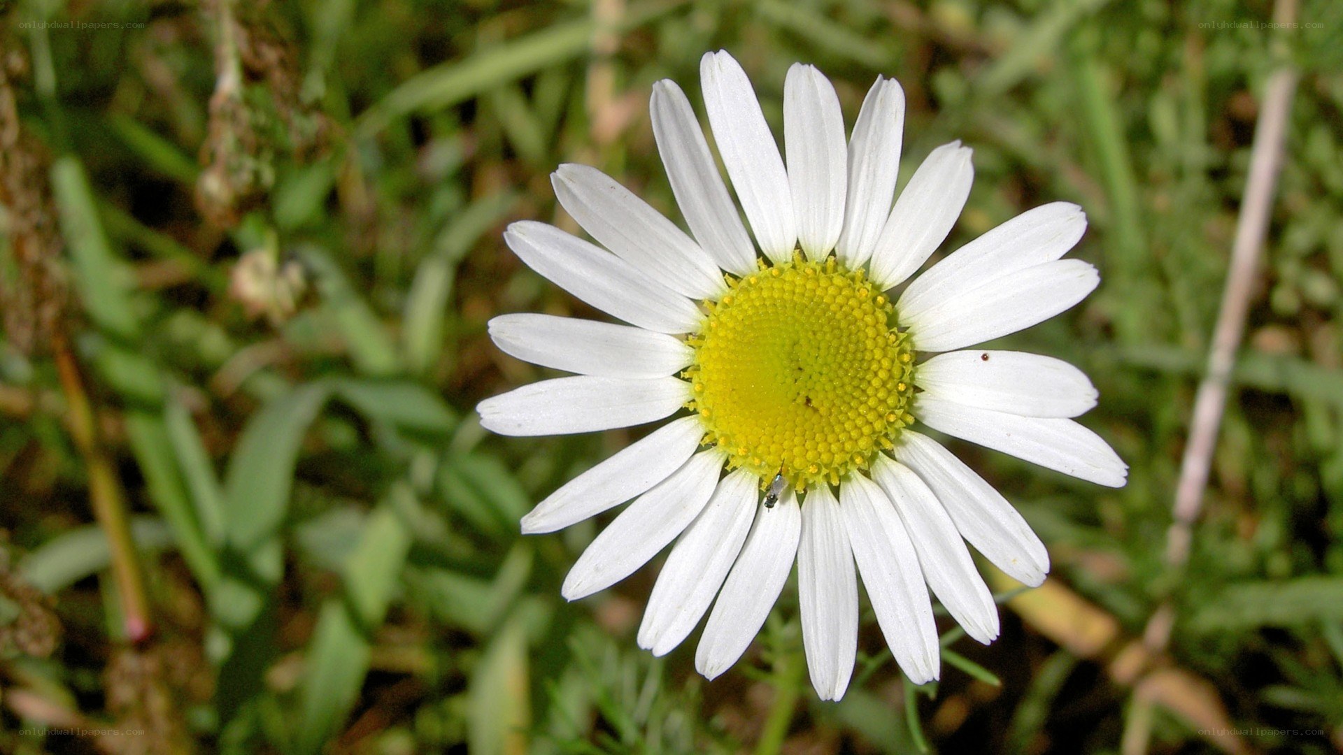 white daisy in green grass