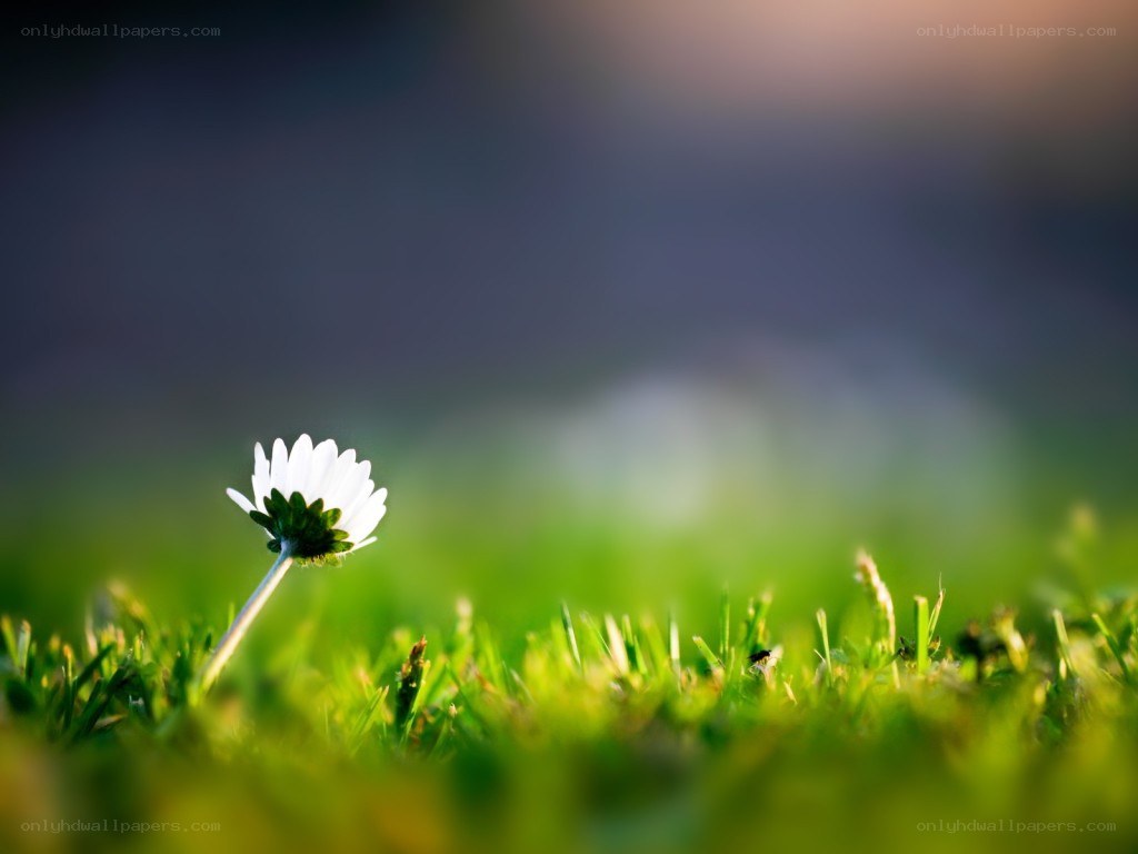 White daisy in green grass