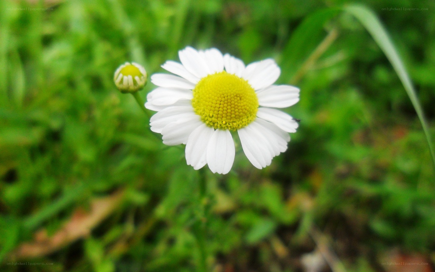 White daisy in green grass