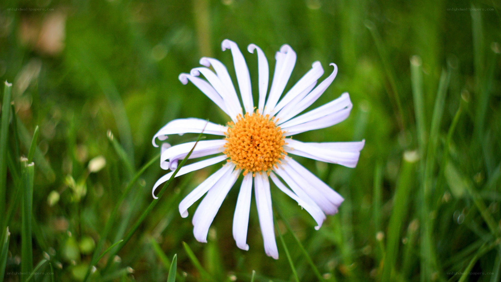 White daisy in green grass