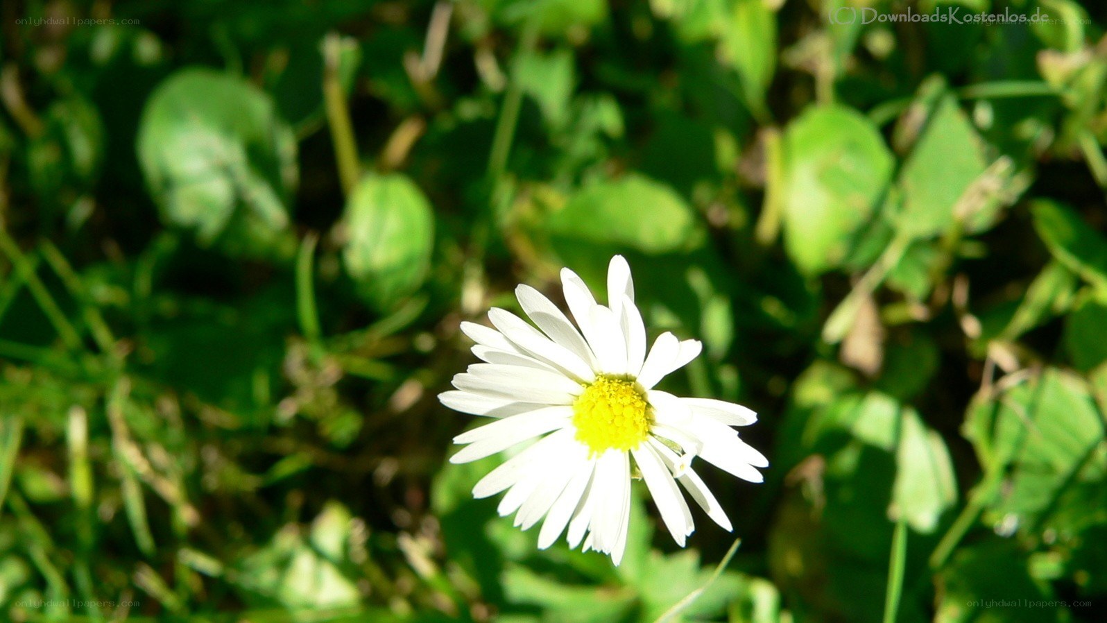 White daisy in green grass