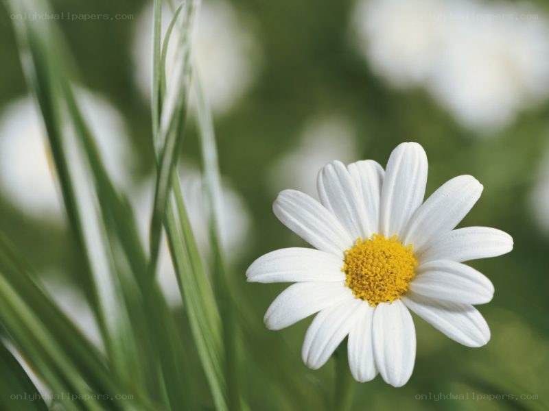 White daisy in green grass