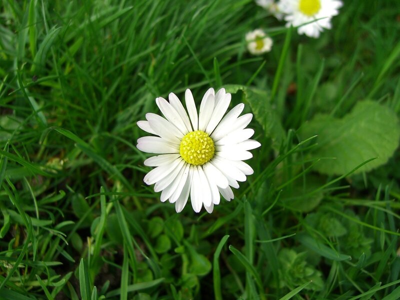 White daisy in green grass
