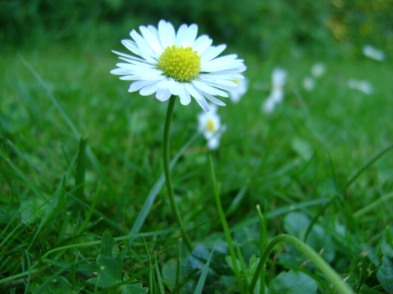 White daisy in green grass