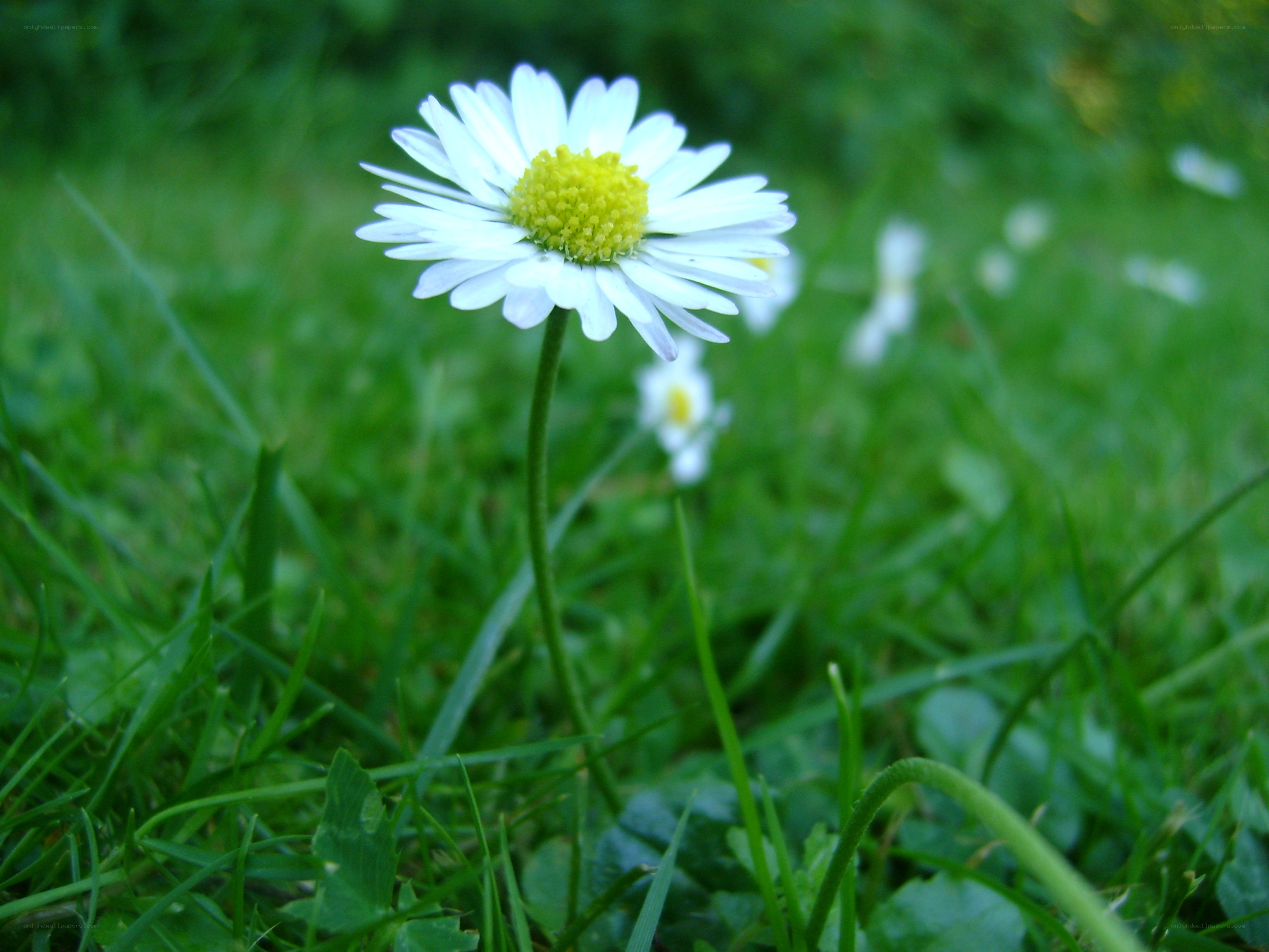 White daisy in green grass