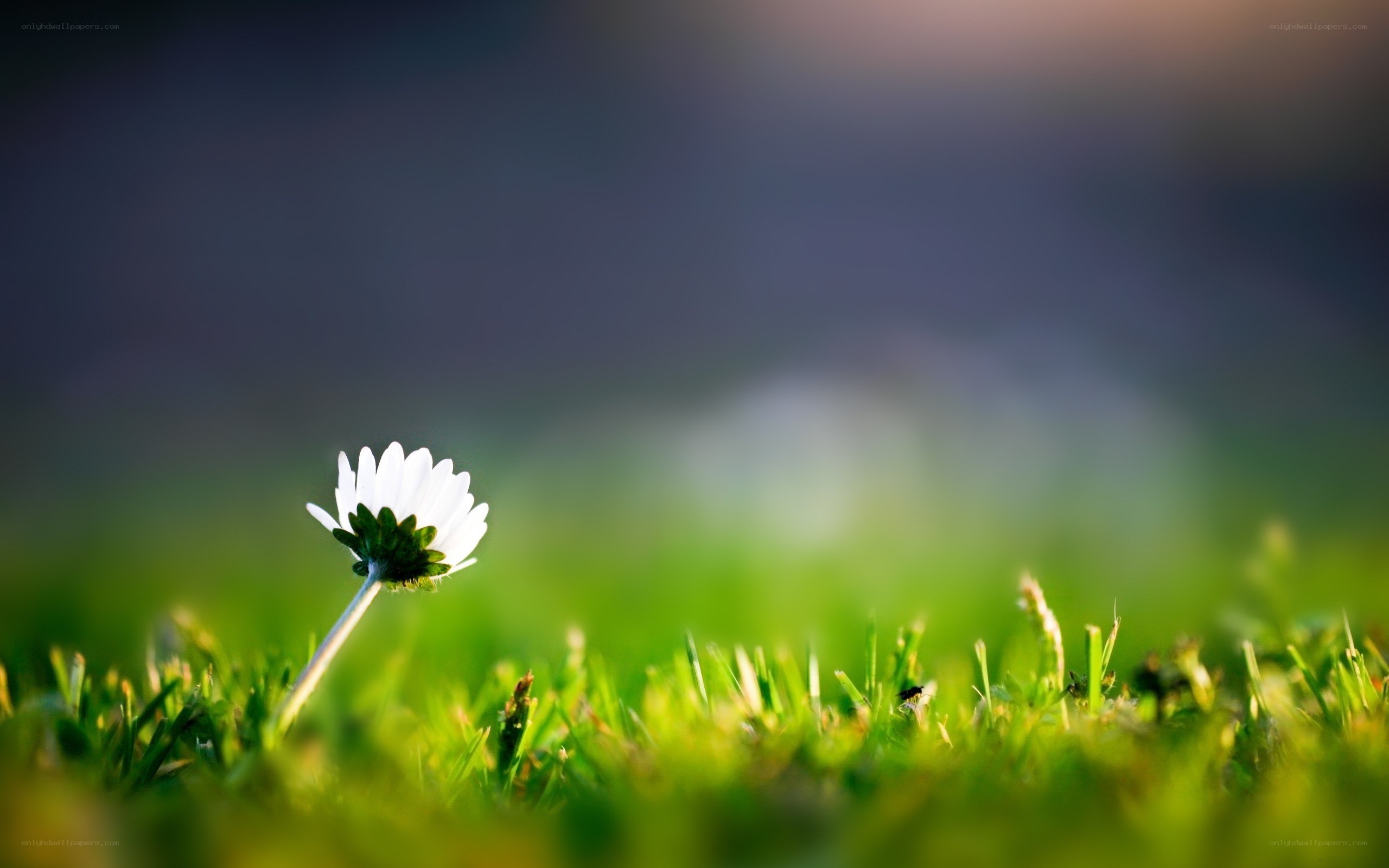 White daisy in green grass