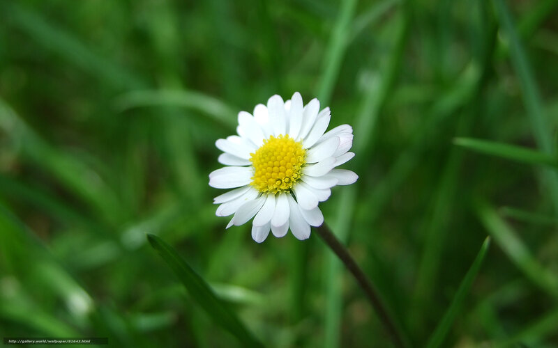 White daisy in green grass