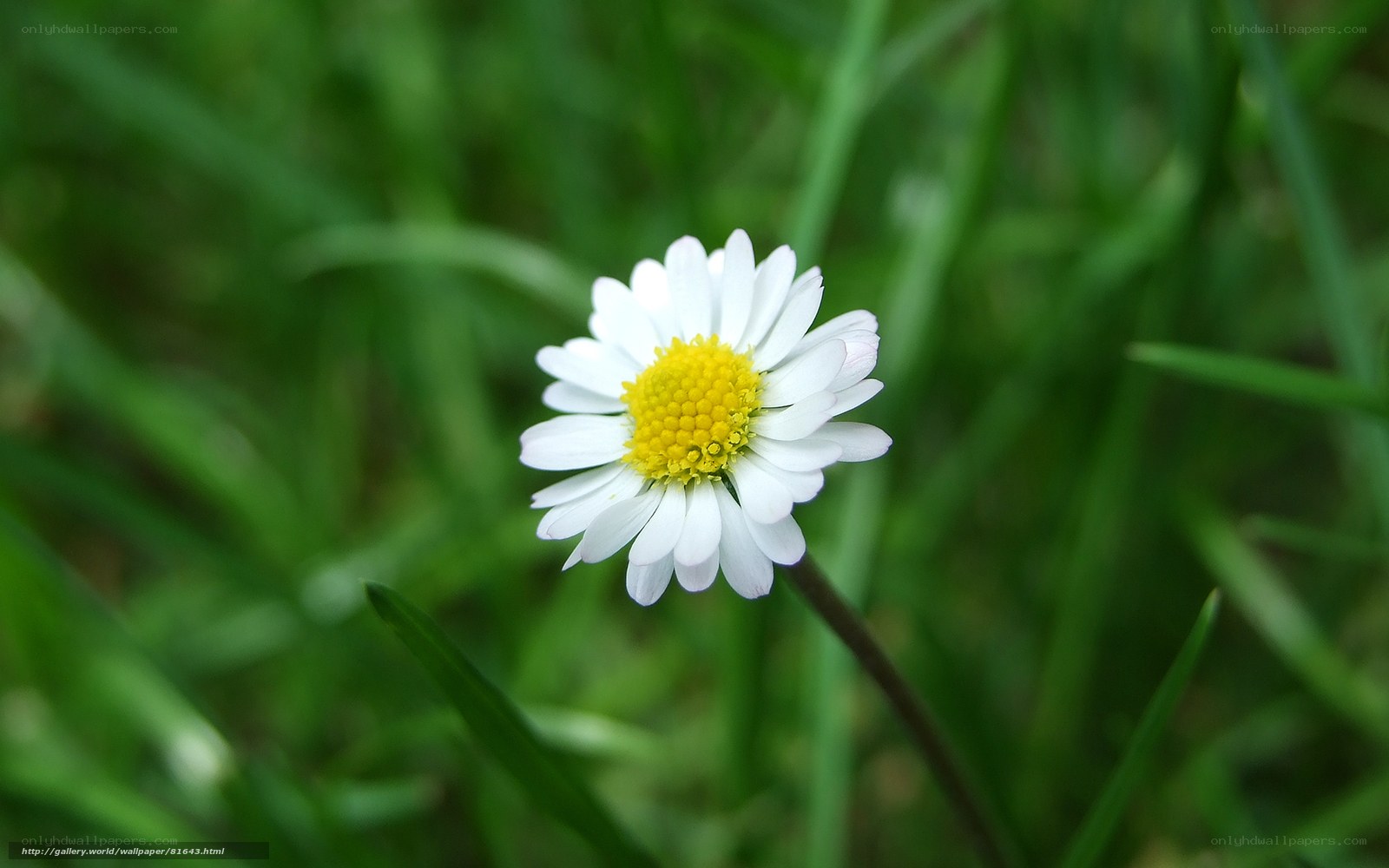 White daisy in green grass
