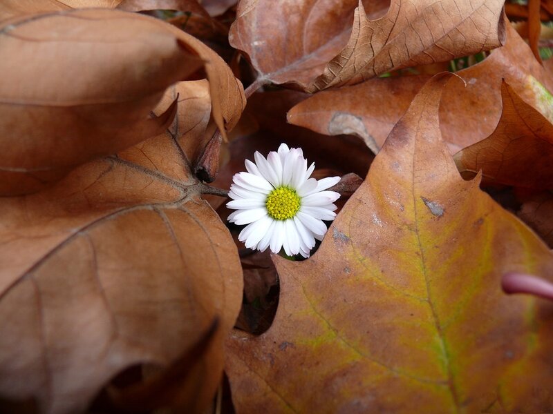 White Daisy in Leaves