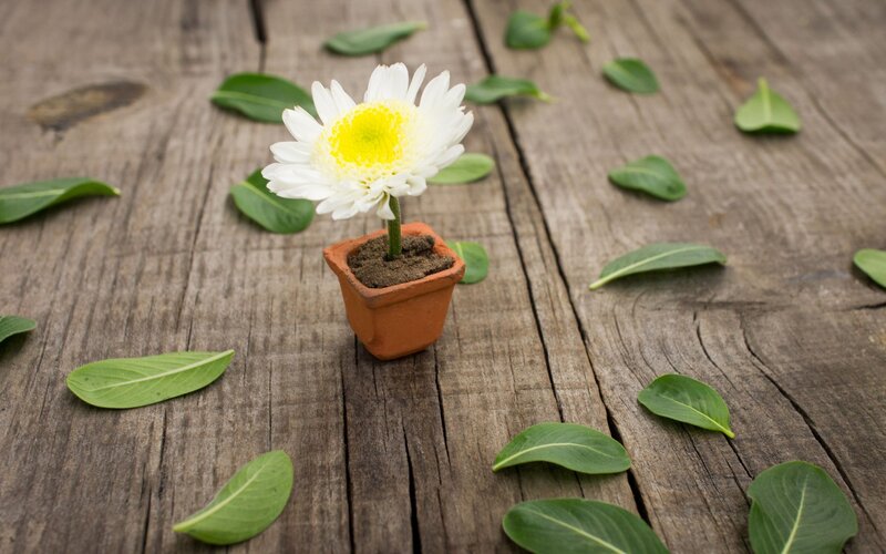 White Daisy in Pot