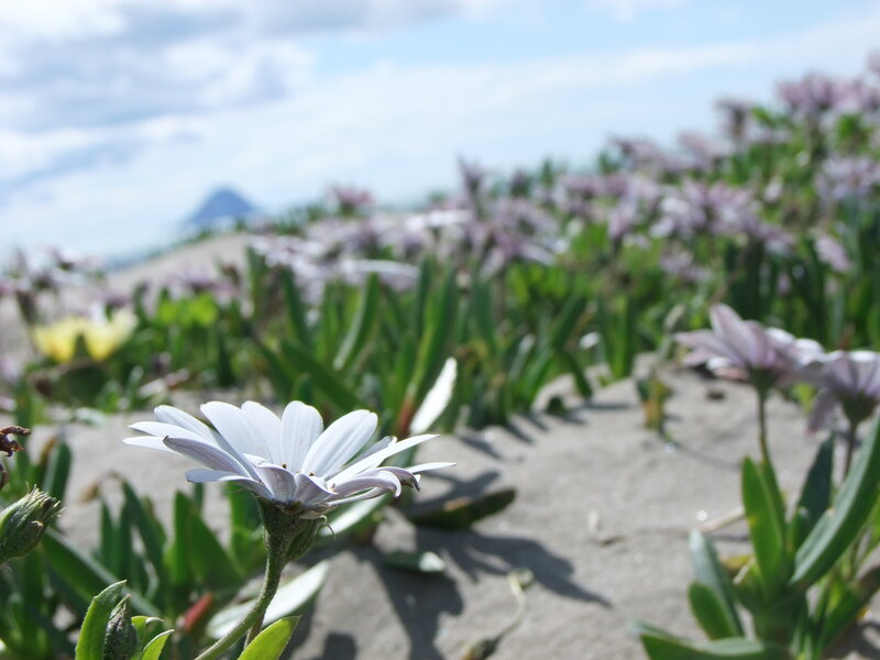 White Daisy in Sand