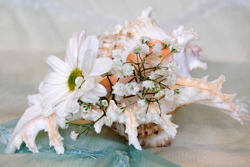 White Daisy in Seashell