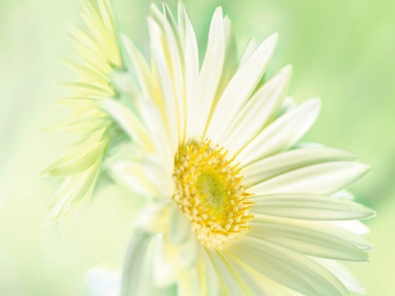 white daisy in soft light