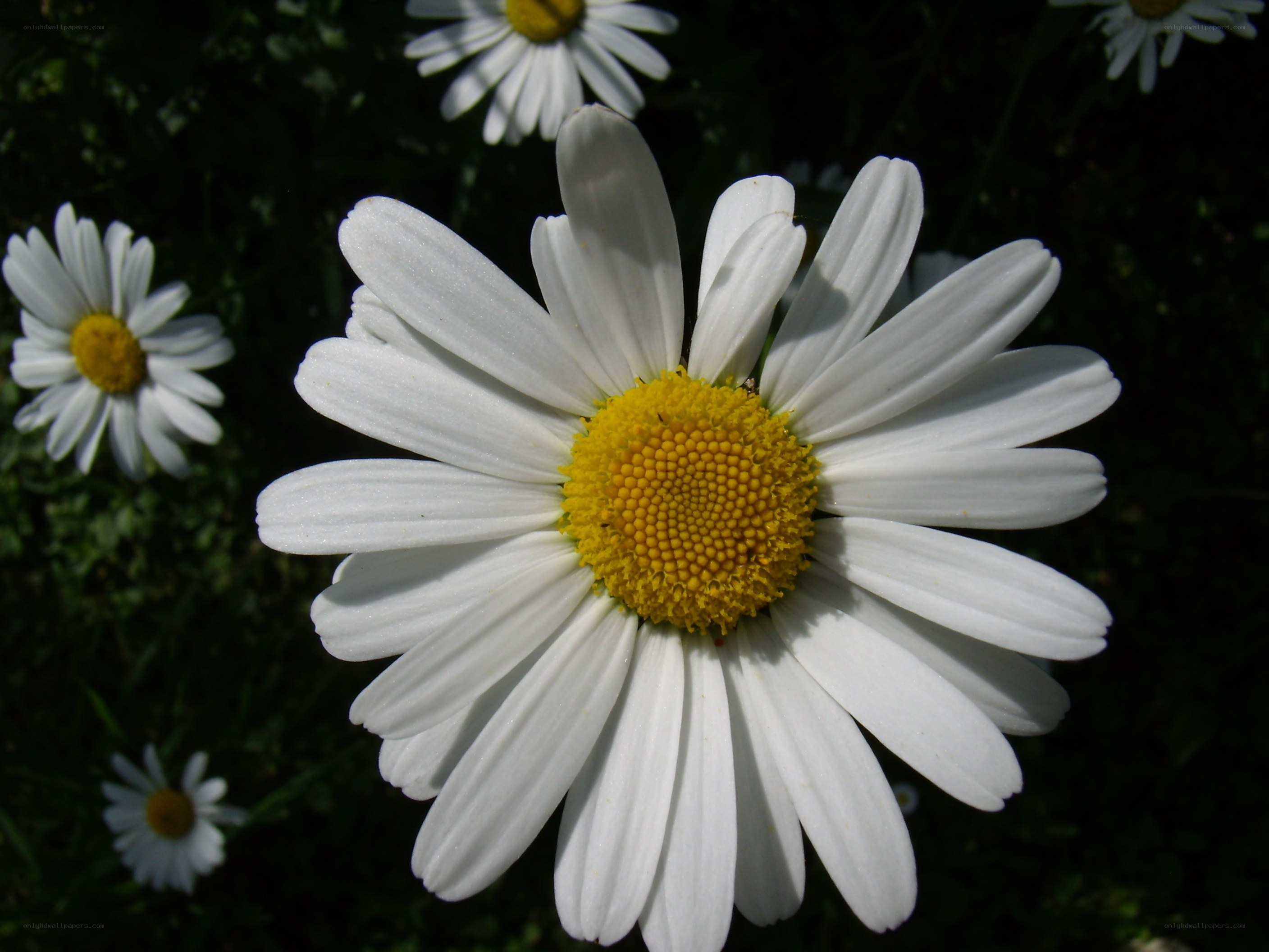 White daisy in sunlight