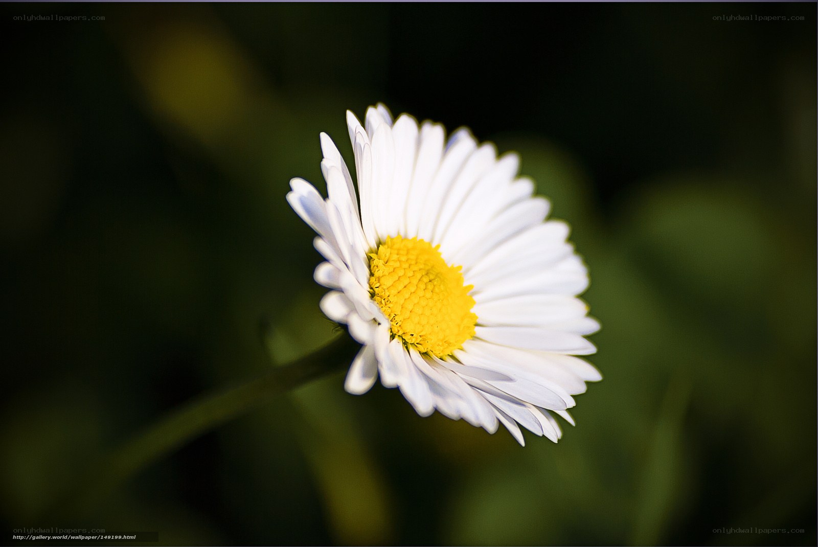White daisy in sunlight