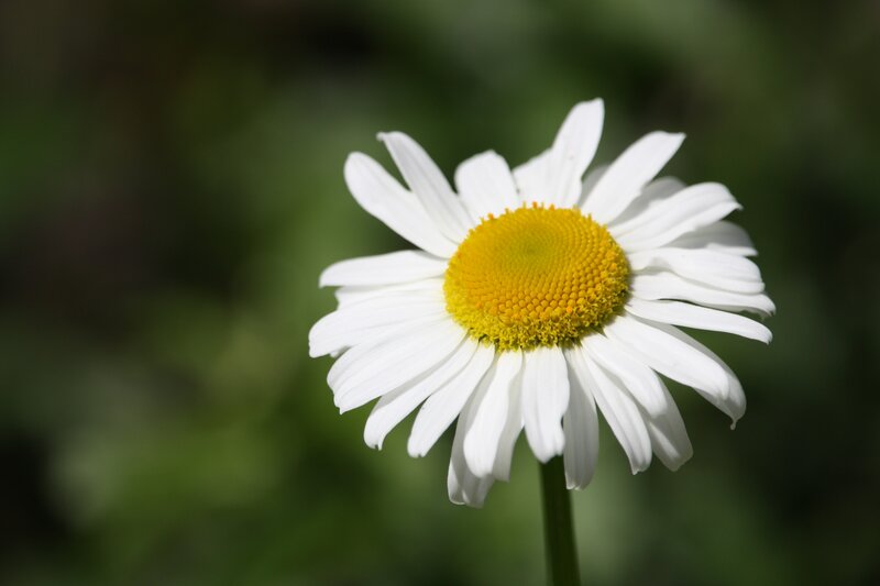 White daisy in sunlight
