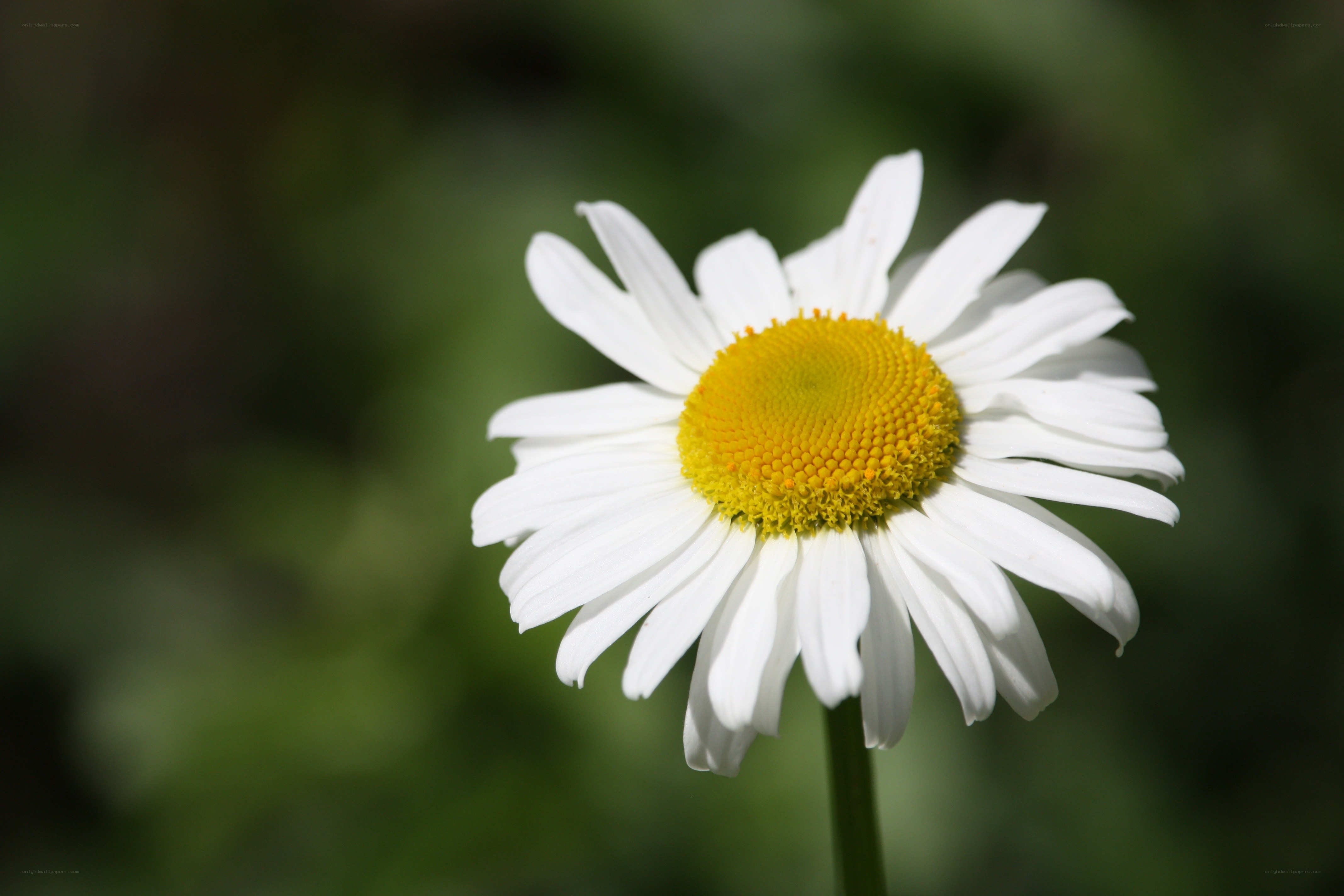 White daisy in sunlight